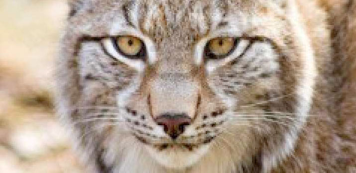 Lynx-eyes.jpg